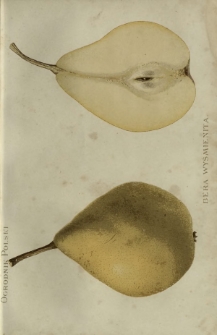 Ogrodnik Polski : dwutygodnik poświęcony wszystkim gałęziom ogrodnictwa T. 9, Nr 14 (1887)