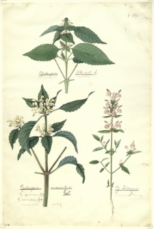 61. Galeopsis Tetrahit L. (Poziewnik szorstki), Galeopsis versicolor Curt. (Poziewnik pstry), G. Ladanum L. (Poziewnik polny)