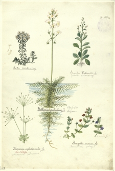 88. Aretia helvetica Schk., Samolus Valerandi L. (Jarnik solankowy), Hottonia palustris L. (Okrężnica bagienna), Androsace septentrionalis L. (Naradka północna), Anagallis arvensis L. (Kurzyślad polny)