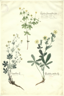 286. Potentilla Tormentilla Scop.=P. silvestris Neck.=Tormentilla erecta L. (Pięciornik kurzyślad), P. argentea L. (Pięciornik srebrny), Potentilla recta L. (Pięciornik wyprostowany)