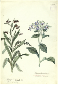 84. Cynoglossum officinale L. (Ostrzeń pospolity), Borrago officinalis L. (Ogórecznik lekarski)