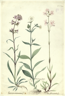 200. Lychnis viscaria L. (F. lepka), L. vespertina Sibth.=Melandrium album Fl. Crac., L. Flos-cuculi L. (Firletka poszarpana)