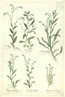 82. M. palustris With. (Niezap. błotna), M. sparsiflora Mik. (Niez. skąpokwiatowa), M. caespitosa Schultz. (Niezap. darniowa), Myosotis intermedia Link.=M. arvensis Link. (Niezapominajka pośrednia), M. hispida Schlcht. (Niezapominajka kosmata), Myosotis stricta Link.=M. arenaria Schrad. (Niezapominajka piaskowa)