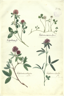 266. T. pratense L. (Koniczyna łąkowa), Trifolium repens L. (Koniczyna rozesłana), Trifolium medium L. (Koniczyna pogięta), Trifolium alpestre L. (Koniczyna dwukłosowa)