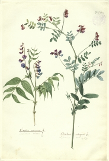 258. Orobus vernus L. (Lędźwian wiosenny), Orobus niger L. (Lędźwian czerniejący)