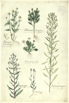 151. Matricaria Chamomilla L. (Rumianek posp.), Matricaria discoidea Ledeb. (Rumianek bezpromieniowy), Bellis perennis L. (Stokroć trwała), Erigeron aere L. (Przymiotno ostre), E. Droebachense Mill., Erigeron canadense L. (Przymiotno kanadyjskie)