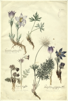 38. Pulsatilla patens Miller. (Sasanka otwarta), P. pratensis Miller. (Sasanka łąkowa), Pulsatilla vulgaris Mill., Anemone Pulsatilla L. (Sasanka zwyczajna)
