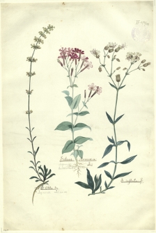 196. Silene Armeria L. (Lepnica baldaszkowa), S. Otites Sm. (Lepnica usznica), S. inflata L.