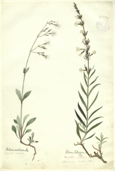 197. Silene nutans L. (Lepnica zwisła), Silene Tatarica Pers. (Lepnica tatarska)