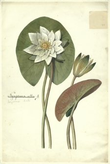 48. Nymphaea alba L. (Grzybienie białe)
