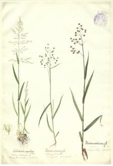 12. Catabrosa aquatica P. Br. (Brodobrzanka wodna), Briza minor L. (Drżączka mniejsza), Briza media L. (Drżączka średnia)