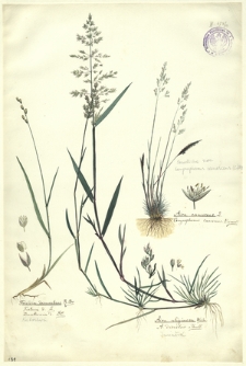 14. Triodia decumbens R. Br., Festuca d. L., Danthonia d. DC. (Kostrzewa), Aira uliginosa Weihe., A. discolor Thuill. (Śmiałek), Aira canescens L., Corynephorus canescens Beauv.