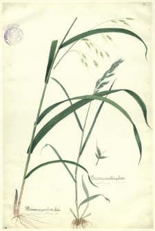 22. Bromus giganteus Linn. (Stokłosa olbrzymia), Bromus mollis Linn. (Stokłosa miękka)