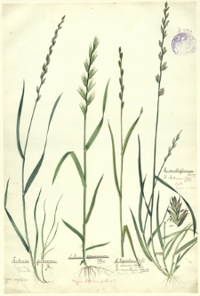 19. Lolium perenne L. (Życica trwała), Lolium speciosum Stev., L. linicola Sond., L. arvense With., L. remotum Schreb. (Życica lniana), L. multiflorum Lam., L. italicum A. Br. cult. (Życica wielokwiatowa)