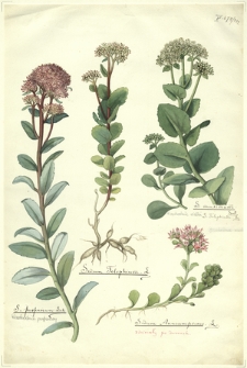 292. S. purpureum Link. (Rozchodnik purpurowy), Sedum Telephium L., Sedum Anacampseros L., S. maximum Sut. (Rozchodnik wielki)