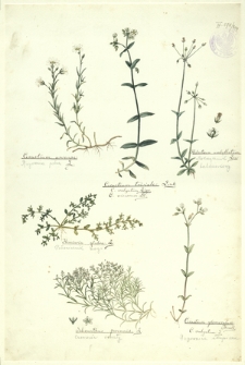 204. Cerastium arvense L. (Rogownica polna), Cerastium triviale Link., Holosteum umbellatum Lin. (Mokrzycznik baldaszkowy), Herniaria glabra L. (Połonicznik nagi), Seleranthus perennis L. (Czerwiec trwały), Cerastium glomeratum Thuill. (Rogownica skupiona)