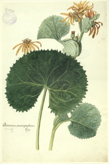 135. Doronicum macrophyllum Fisch. (Omieg)