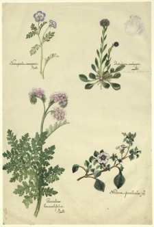 154. Nemophila insignis Benth., Globularia vulgaris L. (Kulnik pospolity), Phacelia tanacetifolia Benth., Nolana prostrata L.