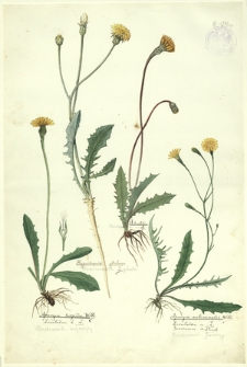 109. A. hostilis L. (Brodawnik zwyczajny), Hypochaeris glabra L. (Prosienicznik gładki), Apargia hispida Willd., Leontodon h. L. (Brodawnik zwyczajny), Apargia autumnalis Willd., Leontodon a. L., Scorzonera a. Lamek. (Brodawnik jesienny)