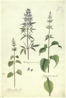68. Amethystea coerulea L., Nepeta nuda Lin. (Kocimiętka naga), Nepeta pannonica L. (Kocimiętka)