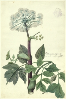 176. Archangelica officinalis Hoffm. (Litwor arcydzięgiel)