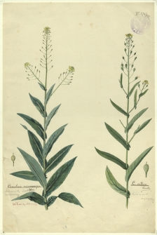 222. Camelina microcarpa Andrz. (Lnicznik drobnoowocowy), C. sativa Crantz. (Lnicznik siewny)