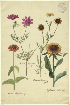 131. Cosmos bipinnata Cav., Coreopsis tinctoria Nutt., Zinnia elegans Jacq., Gaillardia pieta Hort.