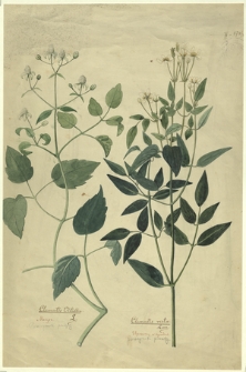 35. Clematis Vitalba l. (Powojnik pnący), Clematis recta Linn. (Powojnik prosty)