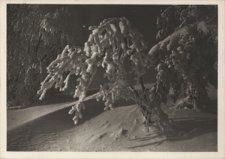 Bieszczady. Na stoku Trościanu
