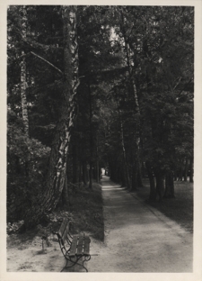 Morszyn (woj. stanisławowskie). Aleja parku